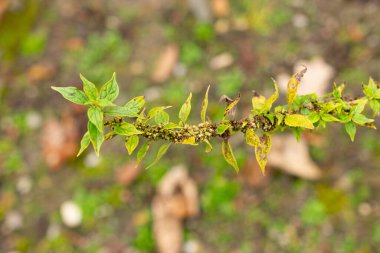 Saint Gallen, November 3, 2024 Parietaria Officinalis or eastern pellitory of the wall plant at the botanical garden clipart