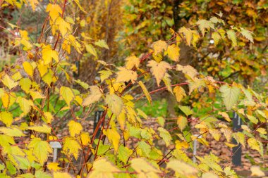 Saint Gallen, 3 Kasım 2024 Botanik Bahçesindeki Neillia Sinensis fabrikası
