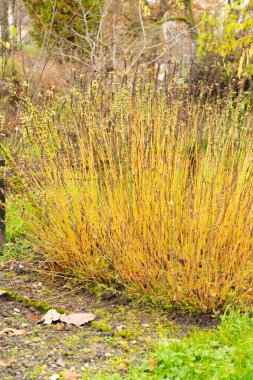 Saint Gallen, November 3, 2024 Parietaria Officinalis or eastern pellitory of the wall plant at the botanical garden clipart