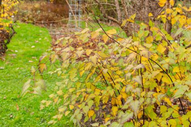 Saint Gallen, 3 Kasım 2024 Botanik Bahçesindeki Neillia Sinensis fabrikası