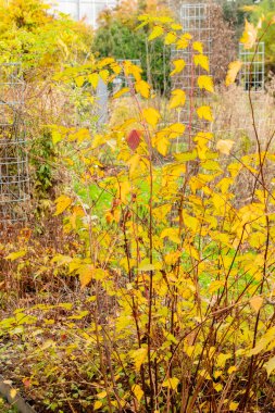 Saint Gallen, 3 Kasım 2024 Botanik Bahçesindeki Neillia Sinensis fabrikası