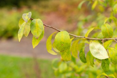 Saint Gallen, November 3, 2024 Ilex Decidua or possumhaw plant at the botanical garden clipart