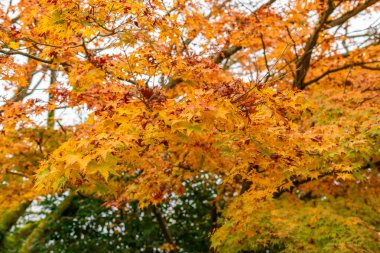 Saint Gallen, 3 Kasım 2024 Acer Palmatum veya Japon akçaağaç botanik bahçesinde