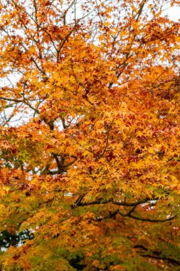 Saint Gallen, 3 Kasım 2024 Acer Palmatum veya Japon akçaağaç botanik bahçesinde