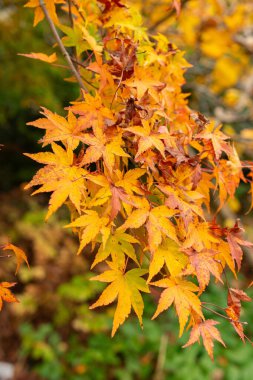 Saint Gallen, 3 Kasım 2024 Acer Palmatum veya Japon akçaağaç botanik bahçesinde