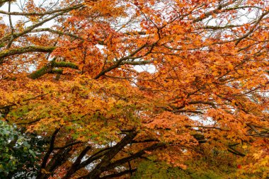 Saint Gallen, 3 Kasım 2024 Acer Palmatum veya Japon akçaağaç botanik bahçesinde