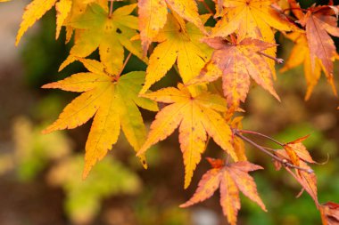 Saint Gallen, 3 Kasım 2024 Acer Palmatum veya Japon akçaağaç botanik bahçesinde