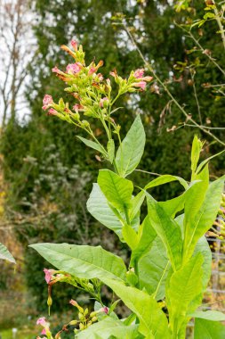 Saint Gallen, November 3, 2024 Nicotiana Tabacum or cultivated tobacoo plant at the botanical garden clipart