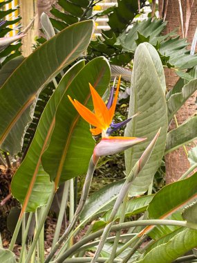 Aziz Gallen, 3 Kasım 2024 Strelitzia Reginae veya botanik bahçesindeki turna çiçeği