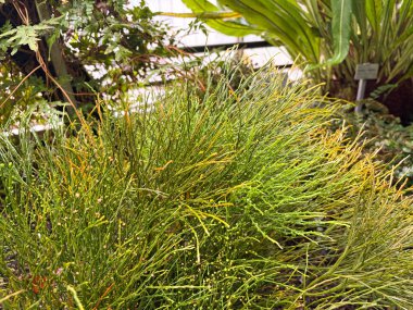 Aziz Gallen, 3 Kasım 2024 Psilotum Nudum veya botanik bahçesindeki eğreltiotu.