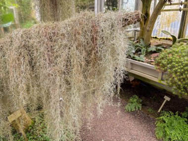 Aziz Gallen, 3 Kasım 2024 Tillandsia Usneoides veya botanik bahçesindeki İspanyol yosun fabrikası