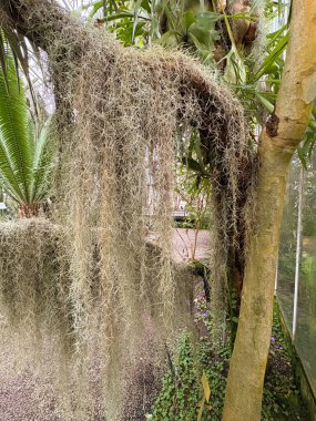 Saint Gallen, November 3, 2024 Tillandsia Usneoides or spanish moss plant at the botanical garden clipart