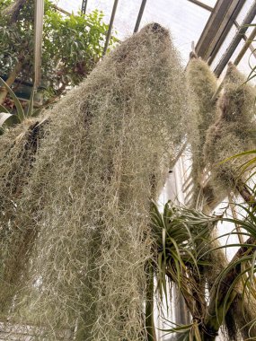 Aziz Gallen, 3 Kasım 2024 Tillandsia Usneoides veya botanik bahçesindeki İspanyol yosun fabrikası