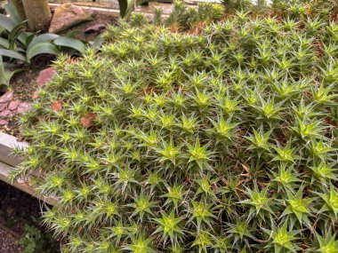 Saint Gallen, November 3, 2024 Abromeitiella Brevifolia plant at the botanical garden clipart