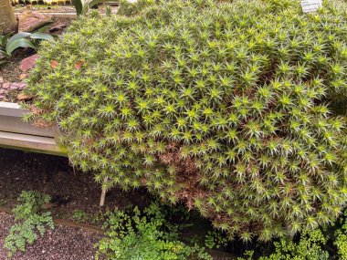 Saint Gallen, 3 Kasım 2024 Abromeitiella Brevifolia bitkisi botanik bahçesinde.