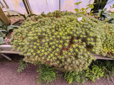 Saint Gallen, November 3, 2024 Abromeitiella Brevifolia plant at the botanical garden clipart