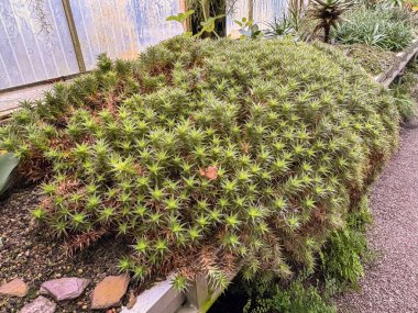 Saint Gallen, November 3, 2024 Abromeitiella Brevifolia plant at the botanical garden clipart