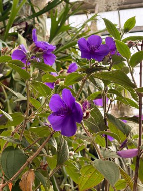 Saint Gallen, November 3, 2024 Tibouchina Urvilleana plant at the botanical garden clipart