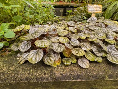 Aziz Gallen, 3 Kasım 2024 Peperomia Griseoargentea ya da botanik bahçesindeki sarmaşık peperomisi bitkisi