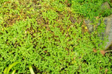 Saint Gallen, İsviçre, 23 Kasım 2024 Silnene Vulgaris veya botanik bahçesindeki idrar torbası kampı