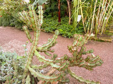 Saint Gallen, Switzerland, November 23, 2024 Euphorbia Virosa or gifboom plant at the botanical garden clipart