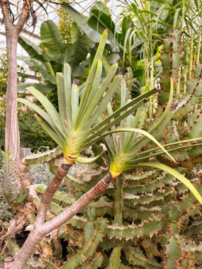 Saint Gallen, İsviçre, 23 Kasım 2024 Aloe Plicatilis veya botanik bahçesindeki fan aloe bitkisi