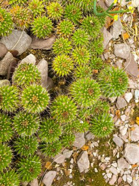 Saint Gallen, İsviçre, 23 Kasım 2024 Mammillaria Kompressa veya botanik bahçesindeki yüzlerce bitkinin annesi