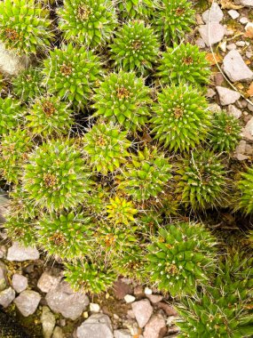 Saint Gallen, Switzerland, November 23, 2024 Mammillaria Compressa or mother of hundreds plant at the botanical garden clipart