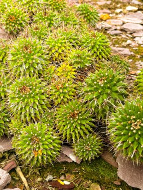 Saint Gallen, İsviçre, 23 Kasım 2024 Mammillaria Kompressa veya botanik bahçesindeki yüzlerce bitkinin annesi