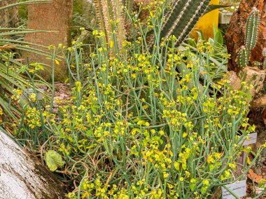 Saint Gallen, İsviçre, 23 Kasım 2024 Euphorbia Pteroneura bitkisi botanik bahçesinde.