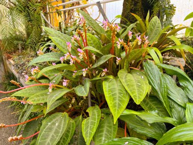 Saint Gallen, İsviçre, 23 Kasım 2024 Botanik Bahçesindeki Monolena Primuliflora fabrikası