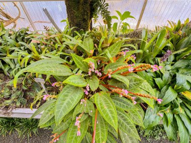 Saint Gallen, İsviçre, 23 Kasım 2024 Botanik Bahçesindeki Monolena Primuliflora fabrikası