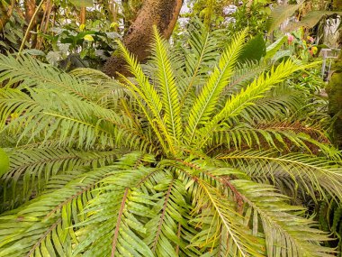 Saint Gallen, İsviçre, 23 Kasım 2024 Blechnum Gibbum veya botanik bahçesindeki minyatür ağaç eğreltiotu