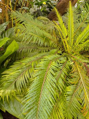 Saint Gallen, İsviçre, 23 Kasım 2024 Blechnum Gibbum veya botanik bahçesindeki minyatür ağaç eğreltiotu