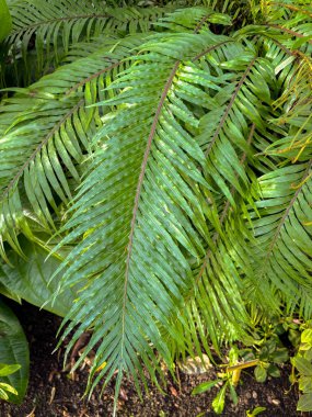 Saint Gallen, Switzerland, November 23, 2024 Blechnum Gibbum or miniature tree fern at the botanical garden clipart