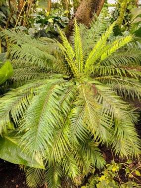 Saint Gallen, Switzerland, November 23, 2024 Blechnum Gibbum or miniature tree fern at the botanical garden clipart