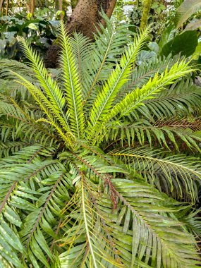 Saint Gallen, İsviçre, 23 Kasım 2024 Blechnum Gibbum veya botanik bahçesindeki minyatür ağaç eğreltiotu