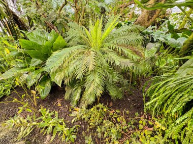 Saint Gallen, İsviçre, 23 Kasım 2024 Blechnum Gibbum veya botanik bahçesindeki minyatür ağaç eğreltiotu