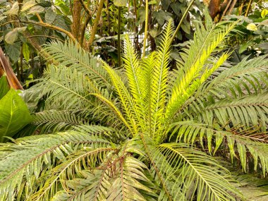 Saint Gallen, Switzerland, November 23, 2024 Blechnum Gibbum or miniature tree fern at the botanical garden clipart