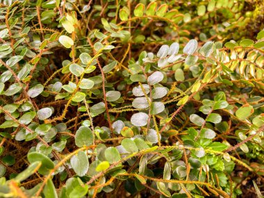 Saint Gallen, Switzerland, November 23, 2024 Pellaea Rotundifolia or button fern plant at the botanical garden clipart