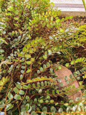 Saint Gallen, İsviçre, 23 Kasım 2024 Pellaea Rotundifolia veya botanik bahçesindeki eğreltiotu bitkisi
