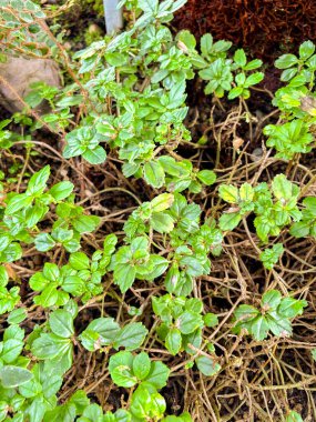 Saint Gallen, İsviçre, 23 Kasım 2024 Lysionotus Pauciflorus bitkisi botanik bahçesinde