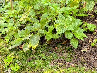 Saint Gallen, Switzerland, November 23, 2024 Boehmeria Biloba plant at the botanical garden clipart