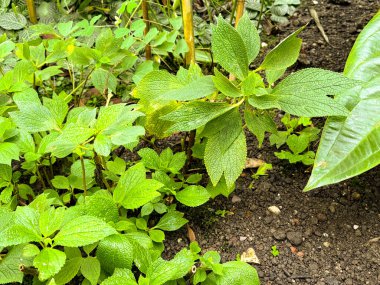 Saint Gallen, İsviçre, 23 Kasım 2024 Boehmeria Biloba Botanik Bahçesi