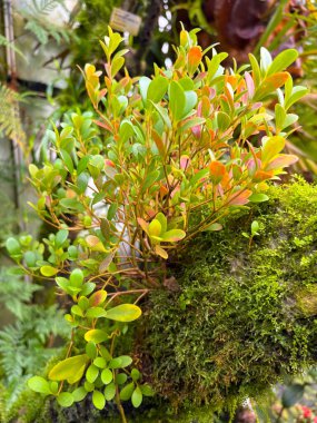 Saint Gallen, İsviçre, 23 Kasım 2024 Pachycentria Glauca bitkisi botanik bahçesinde