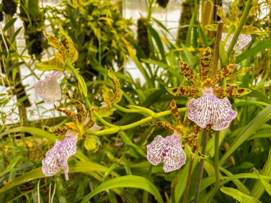 Saint Gallen, Switzerland, November 23, 2024 Zygopetalum Maculatum plant at the botanical garden clipart