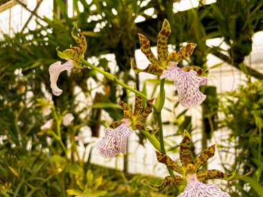 Saint Gallen, Switzerland, November 23, 2024 Zygopetalum Maculatum plant at the botanical garden clipart