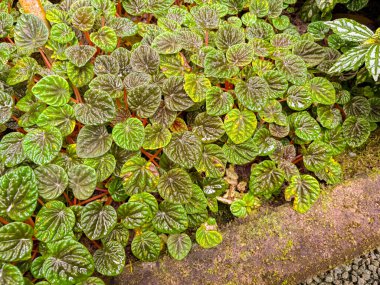 Saint Gallen, Switzerland, November 23, 2024 Peperomia Caperata or emerald ripple peperomia plant at the botanical garden clipart