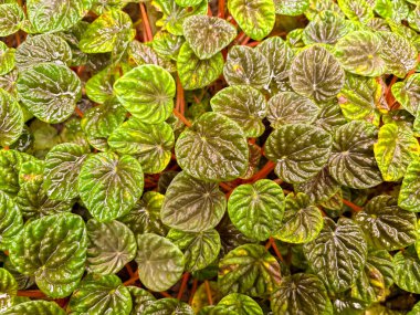 Saint Gallen, Switzerland, November 23, 2024 Peperomia Caperata or emerald ripple peperomia plant at the botanical garden clipart