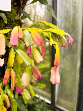 Saint Gallen, İsviçre, 23 Kasım 2024 Schlumbergera Truncata veya botanik bahçesindeki sahte Noel kaktüsü fabrikası